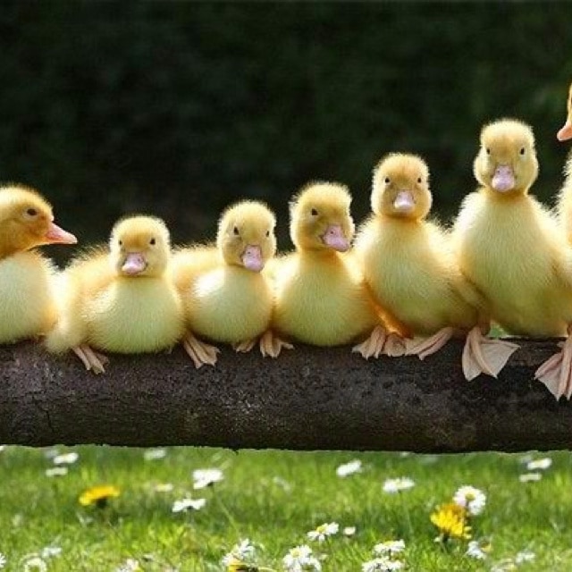 Get Your Ducks In A Row, ASAP!